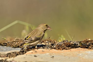 Bulanık yeşil arka planlı genel ispinoz (Chloris chloris)