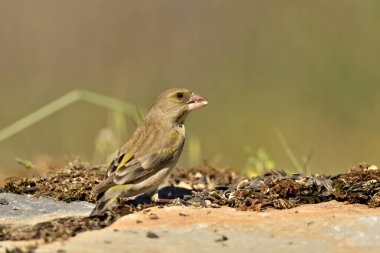 Bulanık yeşil arka planlı genel ispinoz (Chloris chloris)