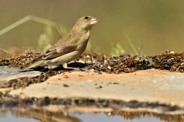 Bulanık yeşil arka planlı genel ispinoz (Chloris chloris)