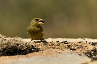 Orman zeminine tünemiş genel ispinoz (Chloris chloris)