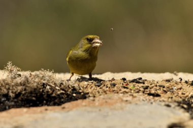 Orman zeminine tünemiş genel ispinoz (Chloris chloris)