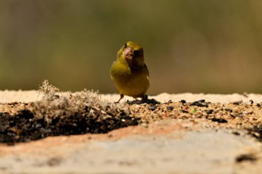 Orman zeminine tünemiş genel ispinoz (Chloris chloris)