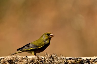 Bulanık yeşil arka planlı genel ispinoz (Chloris chloris)