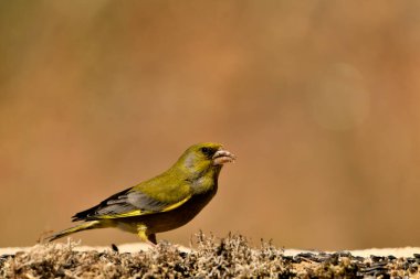 Bulanık yeşil arka planlı genel ispinoz (Chloris chloris)
