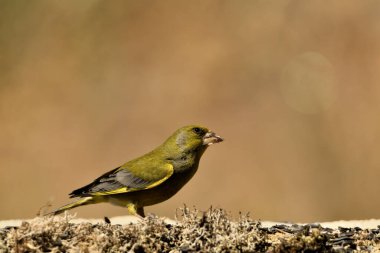 Bulanık yeşil arka planlı genel ispinoz (Chloris chloris)