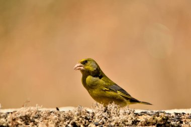 Bulanık yeşil arka planlı genel ispinoz (Chloris chloris)
