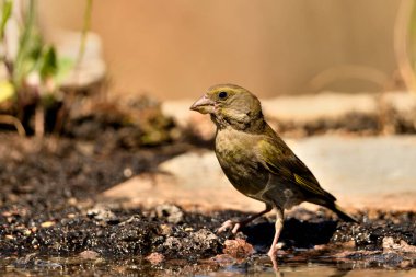 Bulanık yeşil arka planlı genel ispinoz (Chloris chloris)