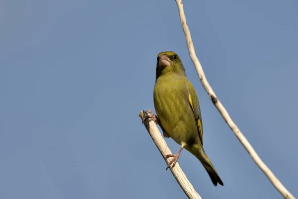 stock image Common greenfinch perched on a branch (Chloris chloris)