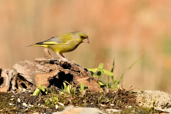 Bulanık yeşil arka planlı genel ispinoz (Chloris chloris)
