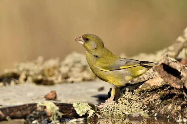 Bulanık yeşil arka planlı genel ispinoz (Chloris chloris)
