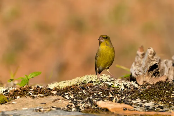 Bulanık yeşil arka planlı genel ispinoz (Chloris chloris)