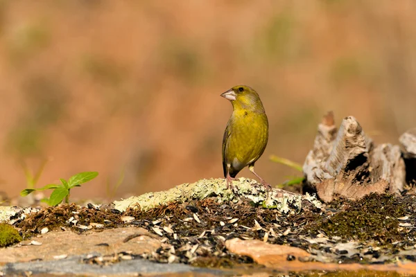 Bulanık yeşil arka planlı genel ispinoz (Chloris chloris)