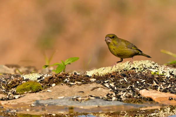 Bulanık yeşil arka planlı genel ispinoz (Chloris chloris)