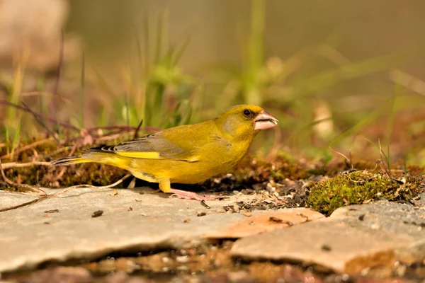 Bulanık yeşil arka planlı genel ispinoz (Chloris chloris)