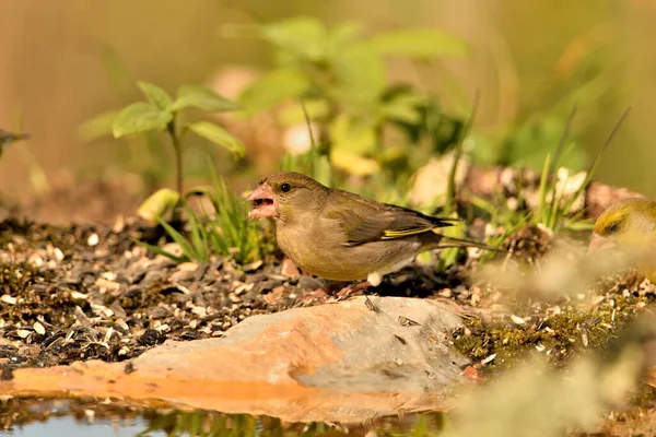 Bulanık yeşil arka planlı genel ispinoz (Chloris chloris)