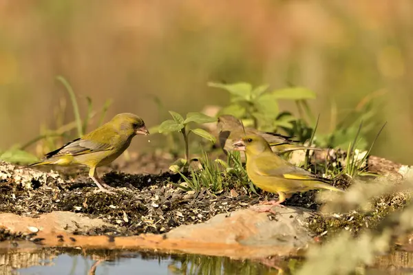 Bulanık yeşil arka planlı genel ispinoz (Chloris chloris)