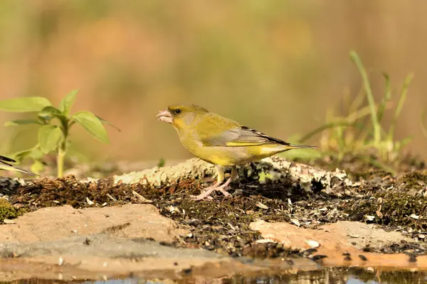 Bulanık yeşil arka planlı genel ispinoz (Chloris chloris)