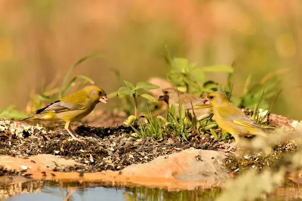 Bulanık yeşil arka planlı genel ispinoz (Chloris chloris)