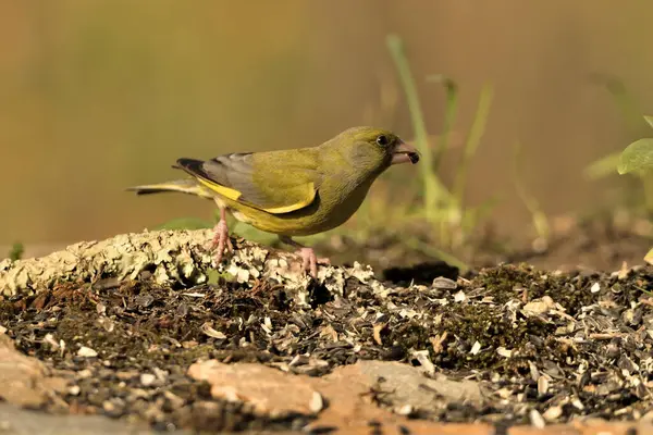 Bulanık yeşil arka planlı genel ispinoz (Chloris chloris)