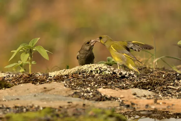 Yiyecek için savaşan genel ispinoz (Chloris chloris)