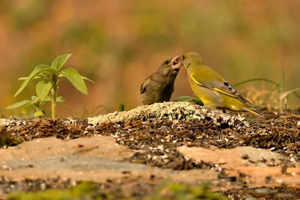 Yiyecek için savaşan genel ispinoz (Chloris chloris)