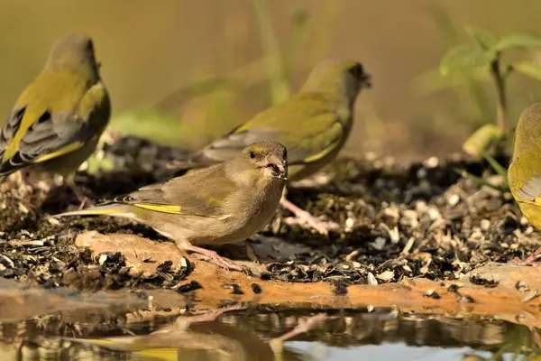 Bulanık yeşil arka planlı genel ispinoz (Chloris chloris)