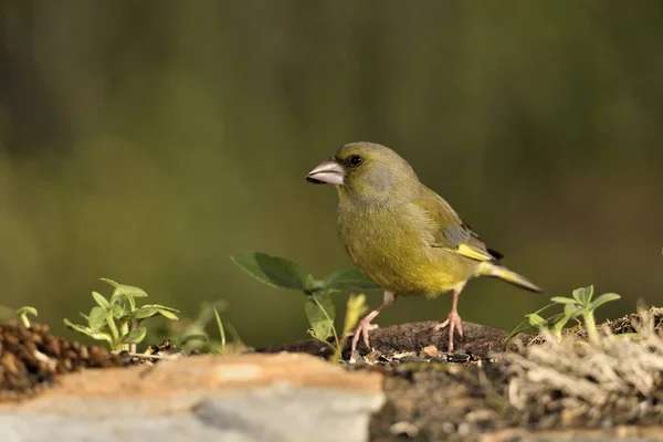 stock image Common greenfinch in profile with blurred green background (Chloris chloris)