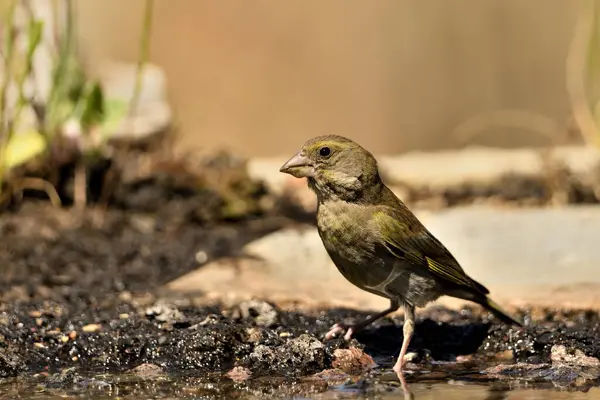 Bulanık yeşil arka planlı genel ispinoz (Chloris chloris)