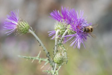 Bumblebee Menekşe çiçek üzerinde