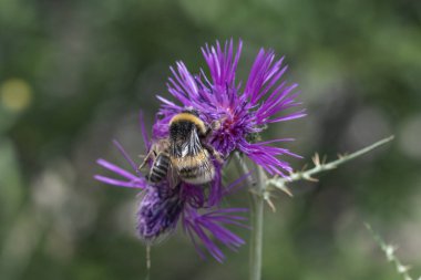 Bumblebee Menekşe çiçek üzerinde