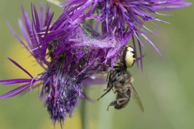 Napolyon örümceği bal arısı avlıyor
