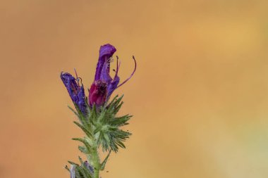 Mor bir çiçeğe yakın plan ve açık arkaplan