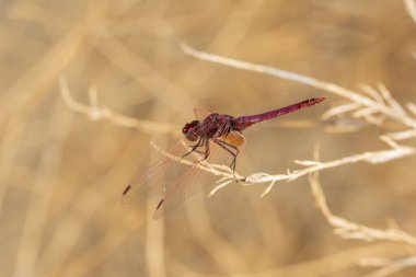 Kurumuş bir çiçekte yusufçuklar (Anisoptera)