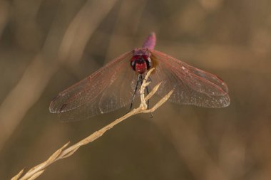 Kurumuş bir çiçekte yusufçuklar (Anisoptera)