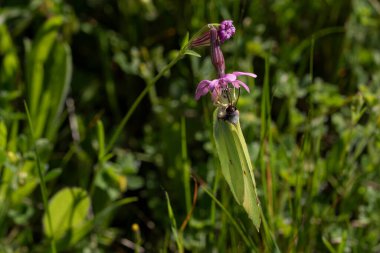 Güzel kelebek aynı renkte bir çiçekte kamufle oldu.