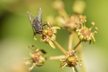 ev ya da sinekler yeşil yaprak üzerinde dolaşırlar (Musca domestica)