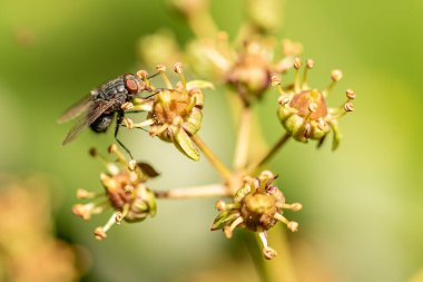 ev ya da sinekler yeşil yaprak üzerinde dolaşırlar (Musca domestica)