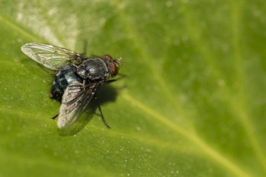 ev ya da sinekler yeşil yaprak üzerinde dolaşırlar (Musca domestica)