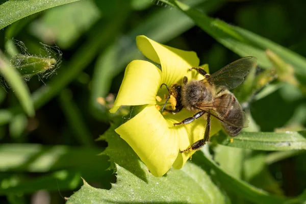 Pollen d'abeille – Fleur Sauvage – Aliments Naturels