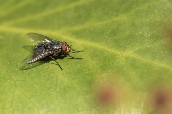 ev ya da sinekler yeşil yaprak üzerinde dolaşırlar (Musca domestica)