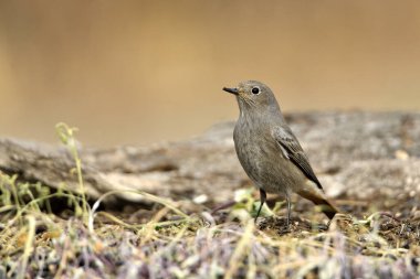 Kadın yanığı yerde kızıla döndü (Phoenicurus ochruros)