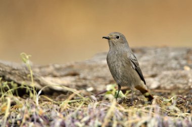 Kadın yanığı yerde kızıla döndü (Phoenicurus ochruros)