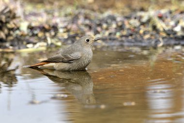 Gölette dişi siyah kızılay (Phoenicurus ochruros)