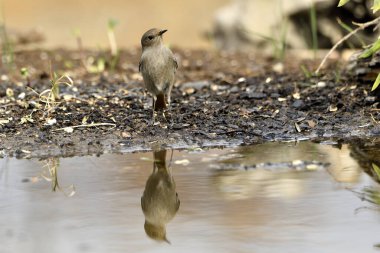 Gölette dişi siyah kızılay (Phoenicurus ochruros)
