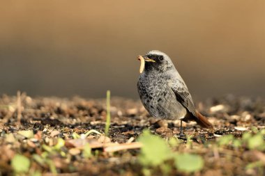 Erkek yanığı yerde kızıla dönüşür (Phoenicurus ochruros)