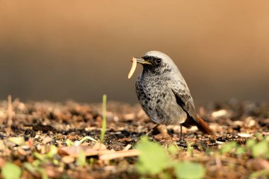 Erkek yanığı yerde kızıla dönüşür (Phoenicurus ochruros)