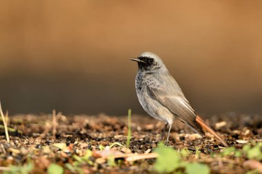 Erkek yanığı yerde kızıla dönüşür (Phoenicurus ochruros)