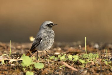 Erkek yanığı yerde kızıla dönüşür (Phoenicurus ochruros)