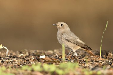 Kadın yanığı yerde kızıla döndü (Phoenicurus ochruros)