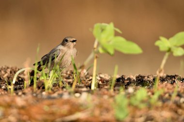 Kadın yanığı yerde kızıla döndü (Phoenicurus ochruros)